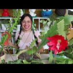 Balneario Los Cactus: naturaleza y diversión