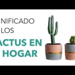 Balneario Los Cactus: Un lugar para disfrutar de la tranquilidad del campo