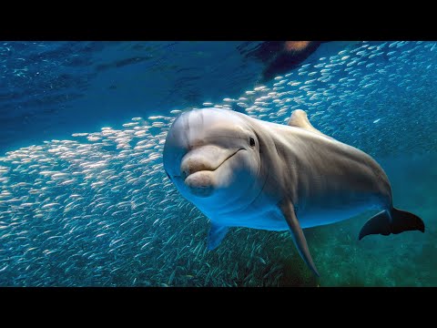 Balneario El Delfín: Disfruta de la relajación y diversión en el mar