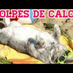 Escápate del calor en Balneario Los Conejos
